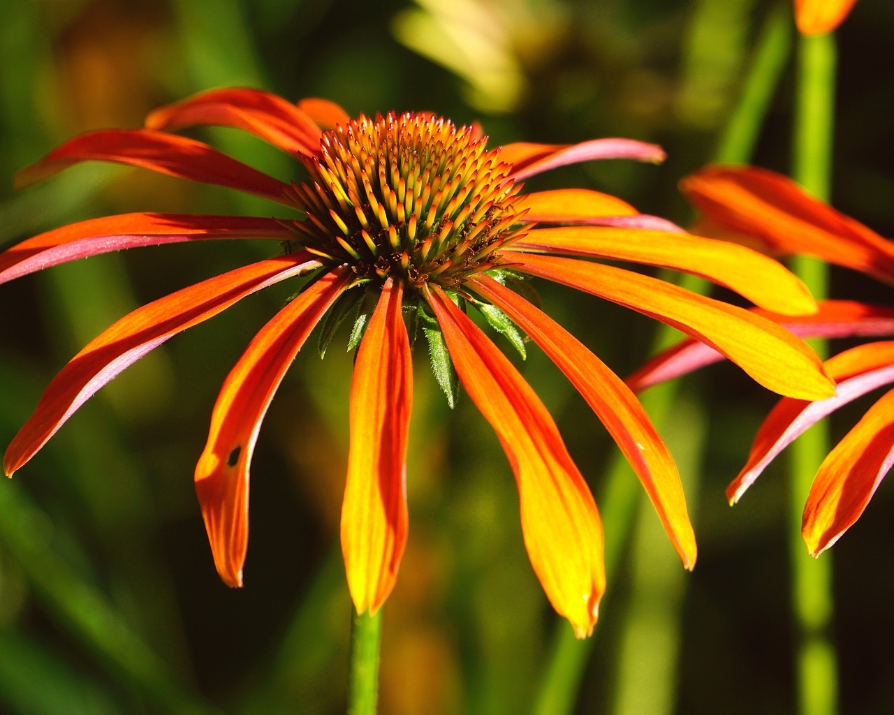 Оранжевый цветок эхинацея крупным планом