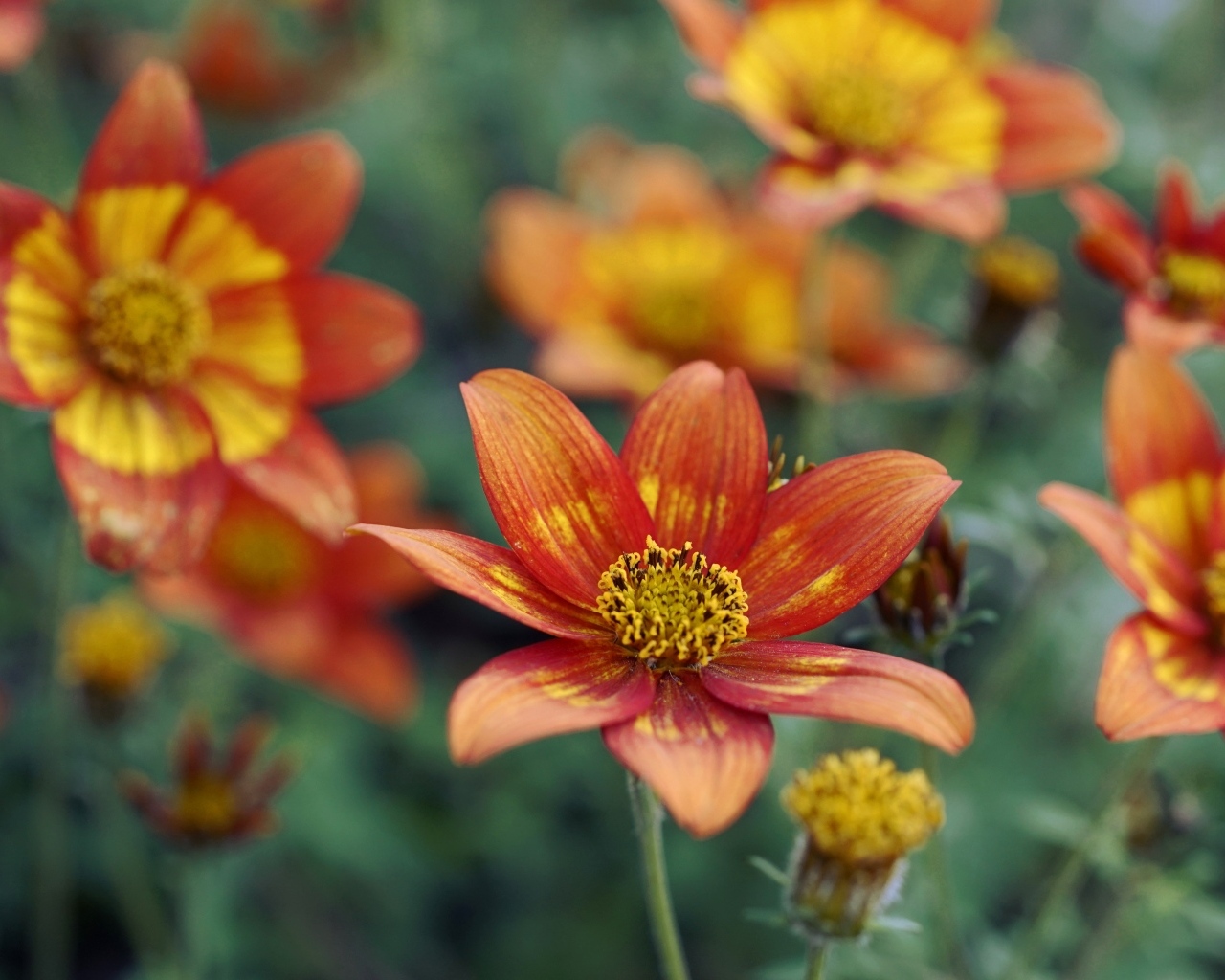 Оранжевые цветы на клумбе в саду