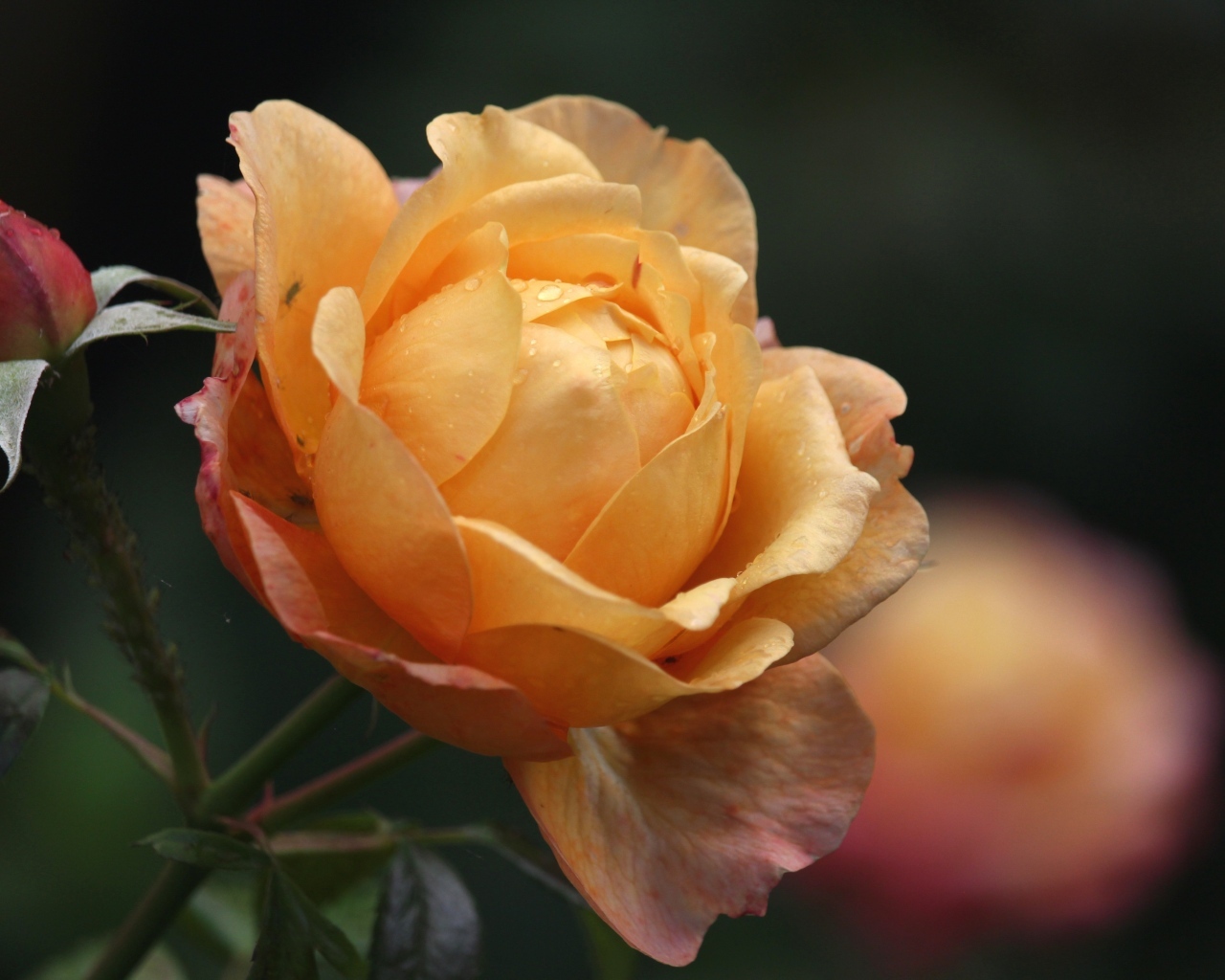 Оранжевая душистая роза с бутонами