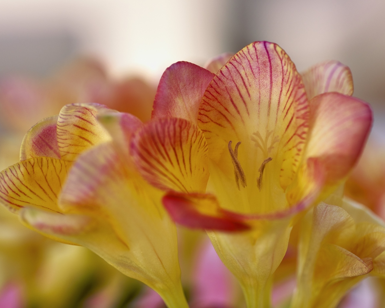 Оранжевые цветы фрезия крупным планом