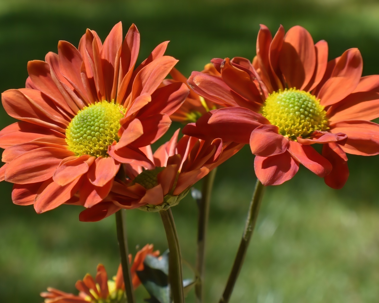 Оранжевые садовые цветы вблизи