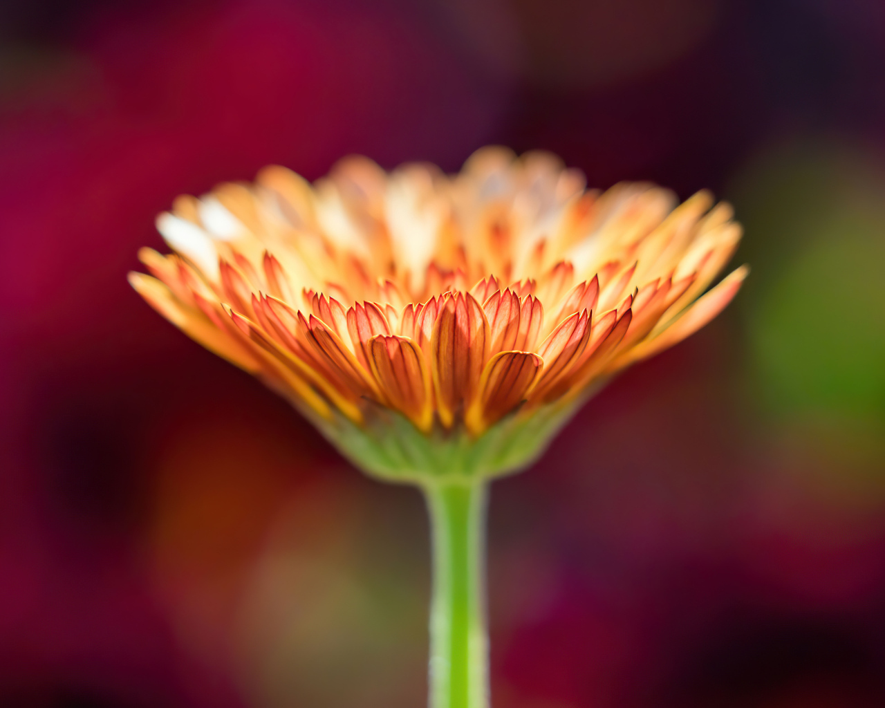 Оранжевый цветок герберы крупным планом