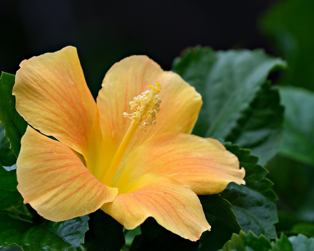 Оранжевый цветок гибискуса в зеленых листьях