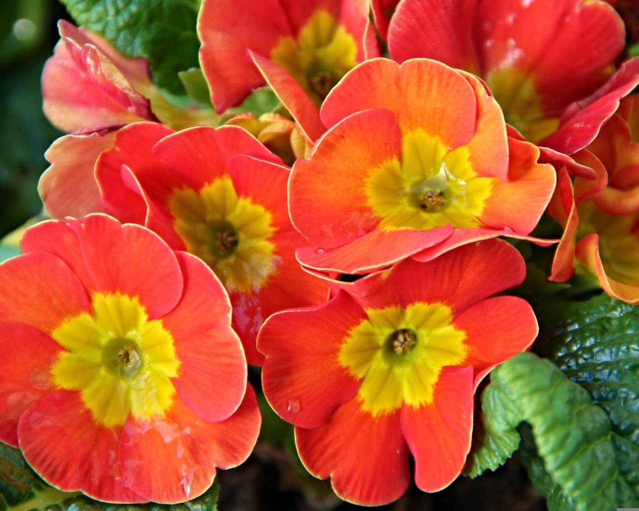 Оранжевые комнатные цветы примула