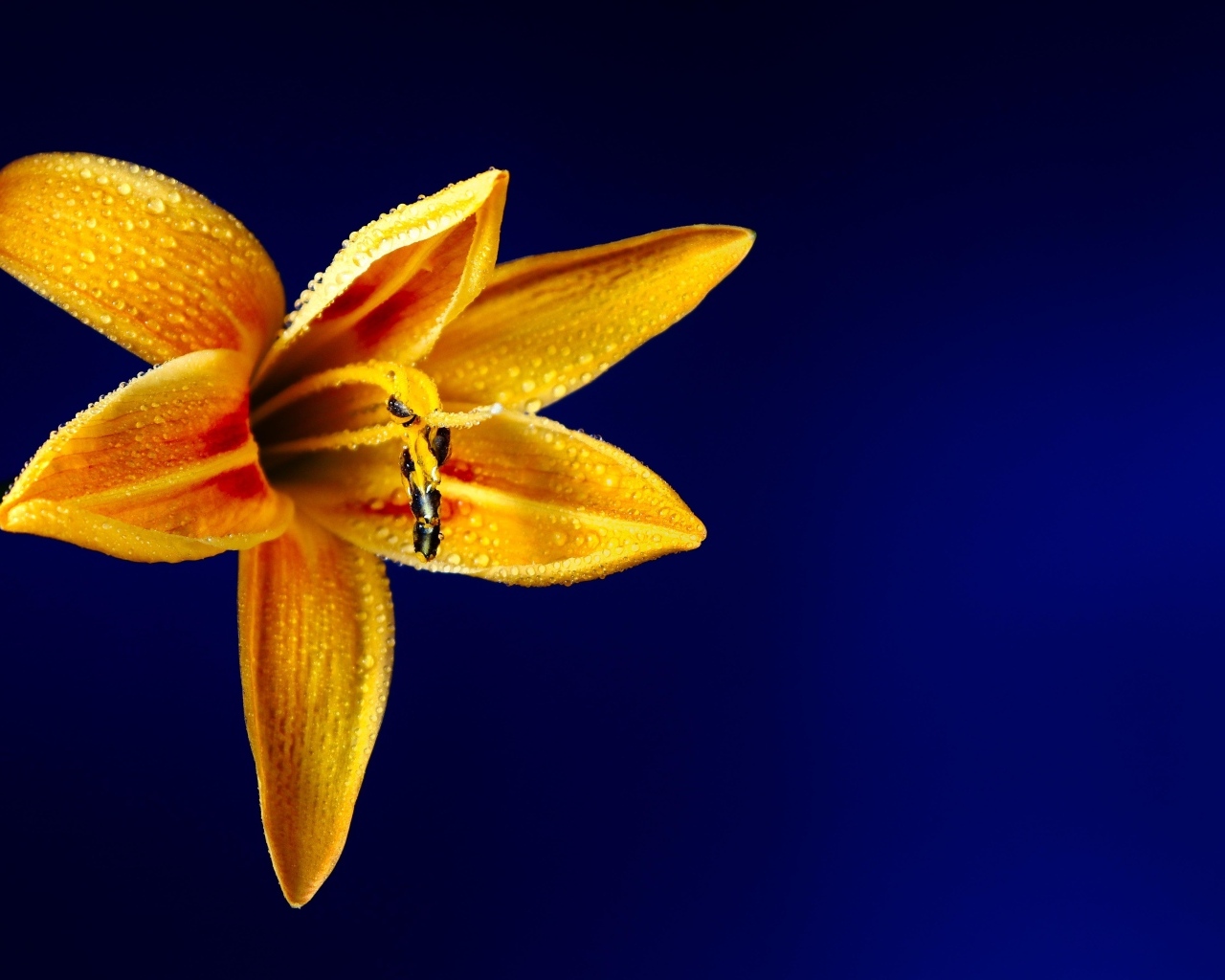Оранжевая лилия на синем фоне