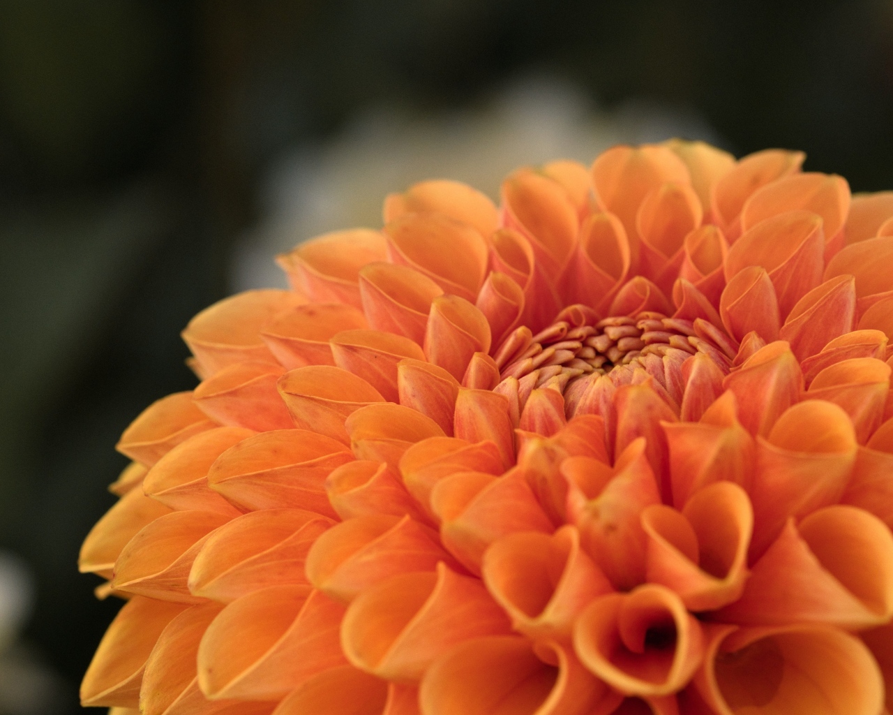 Оранжевая пышная георгина вблизи