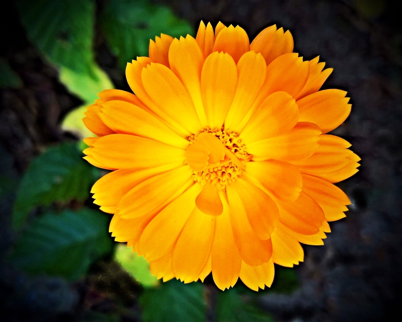 Оранжевый цветок календулы крупным планом