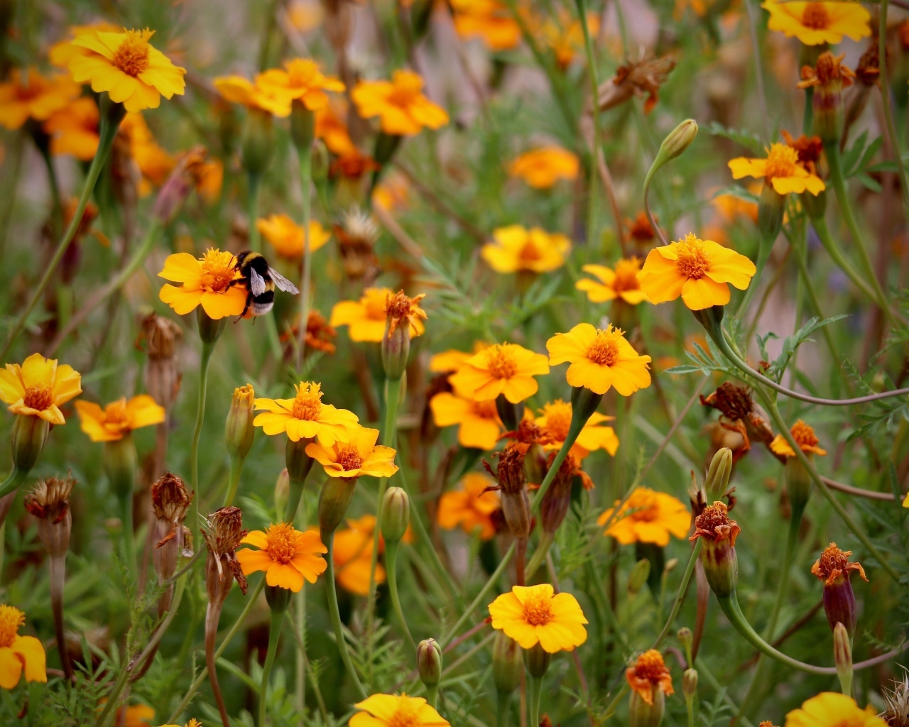 Оранжевые цветы бархатцы на клумбе