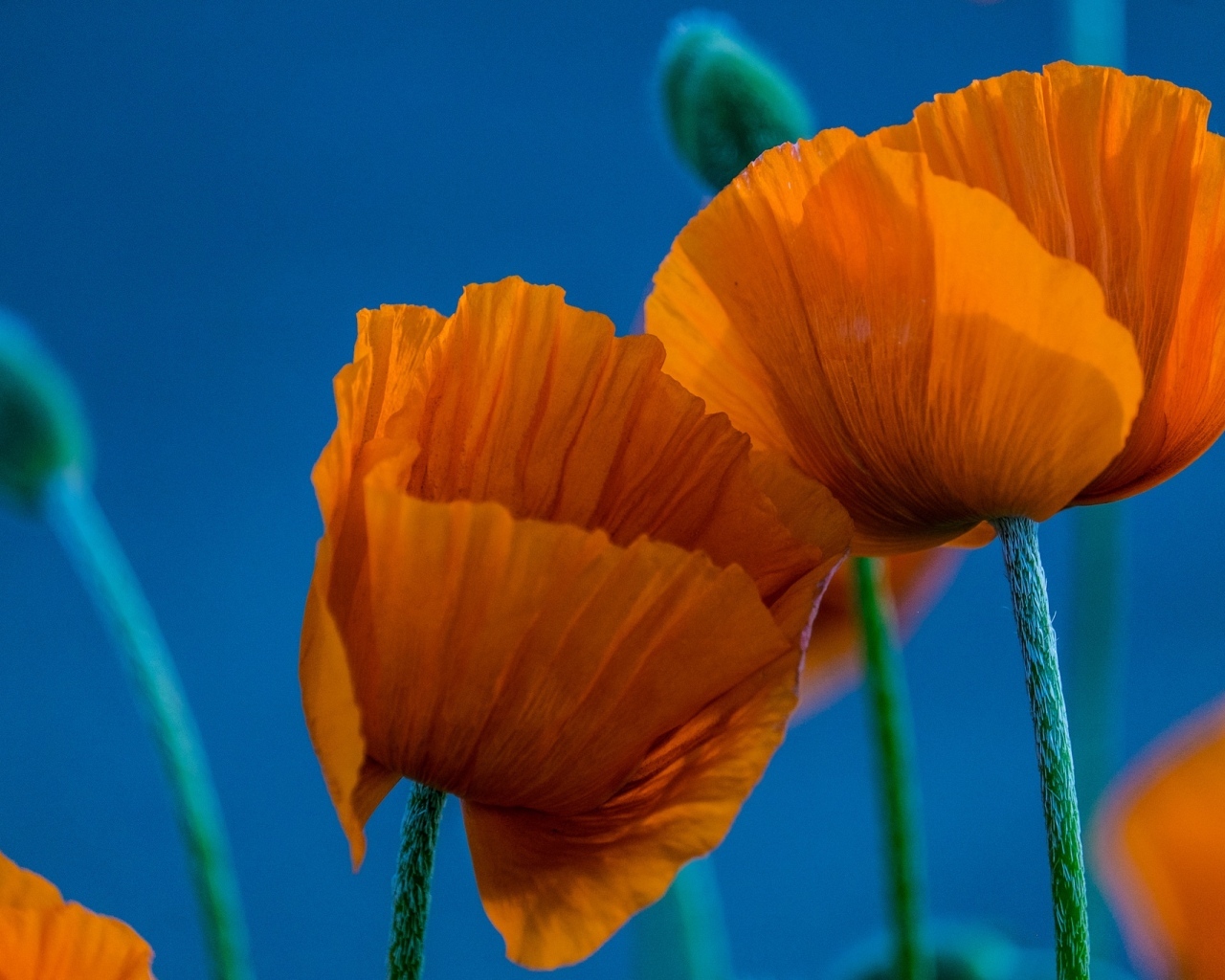 Оранжевые маки на голубом фоне