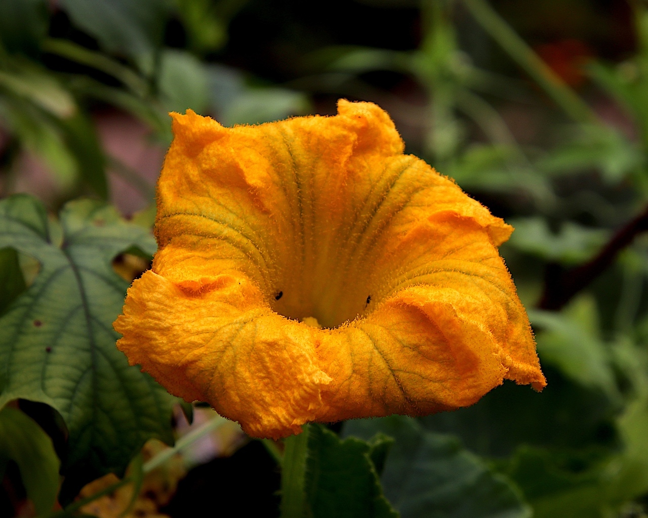 Оранжевый цветок тыквы на грядке