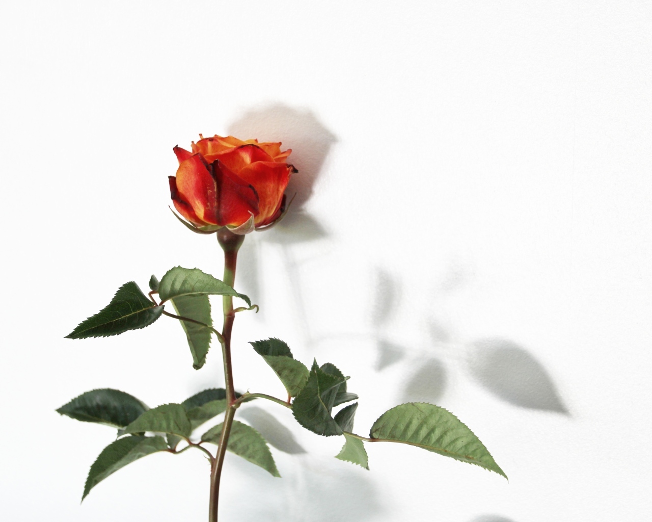 Цветок оранжевой розы на белом фоне