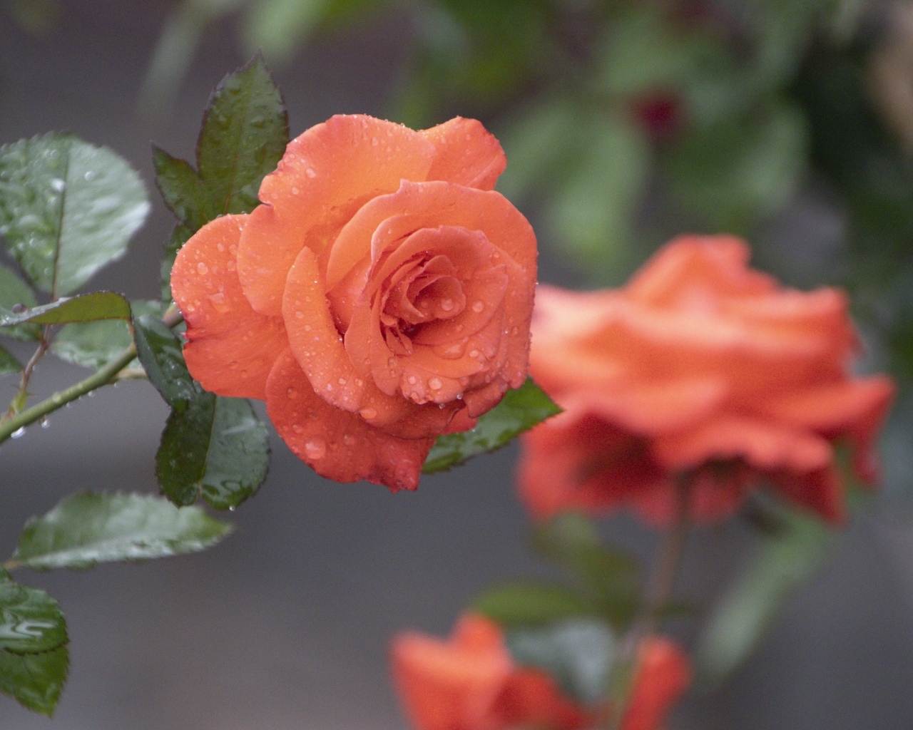 Оранжевая роза в каплях росы крупным планом