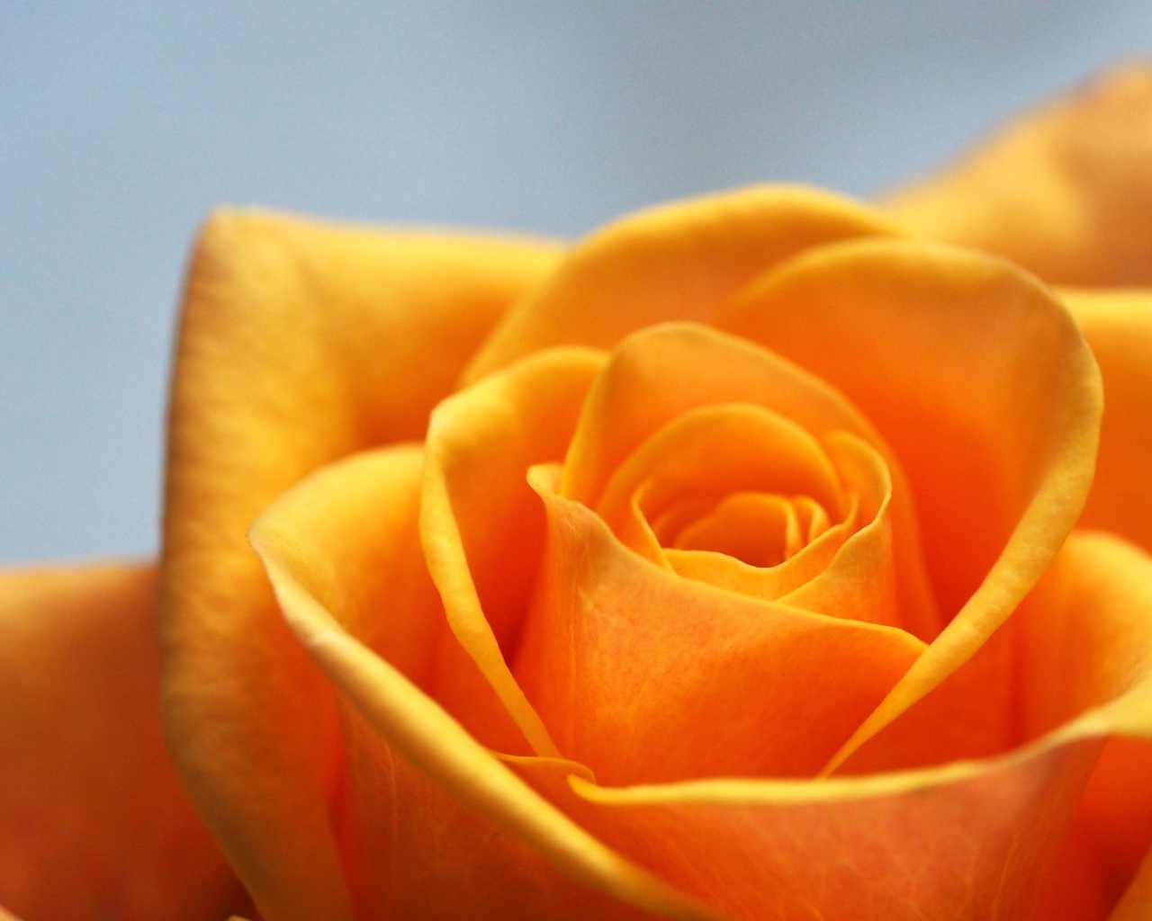 Апельсиновая роза на сером фоне крупным планом