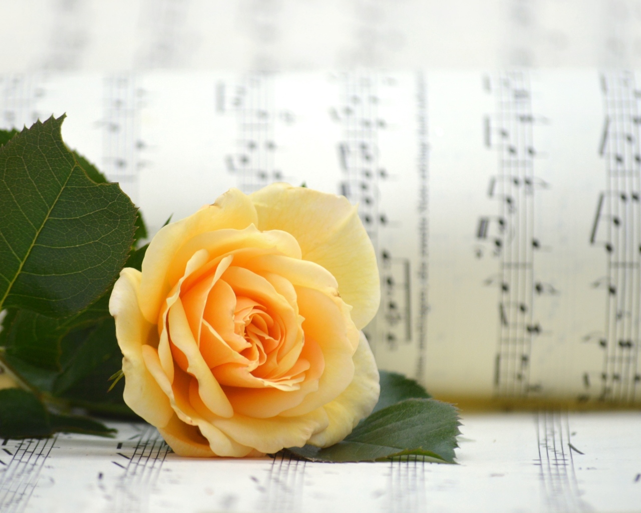 Оранжевая роза с нотной тетрадью
