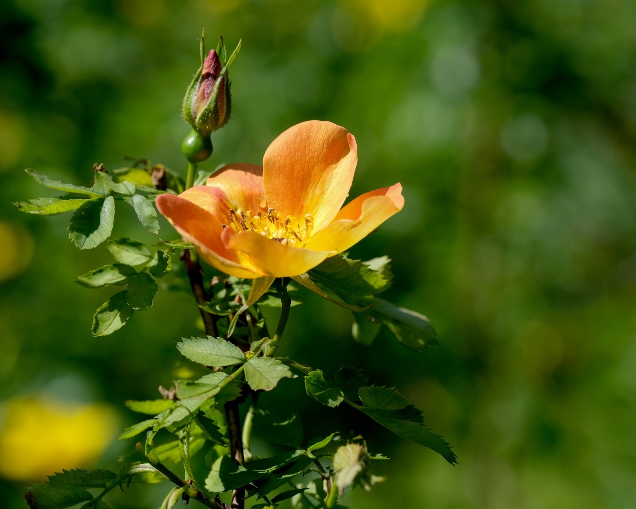 Оранжевый цветок шиповника с бутоном  крупным планом
