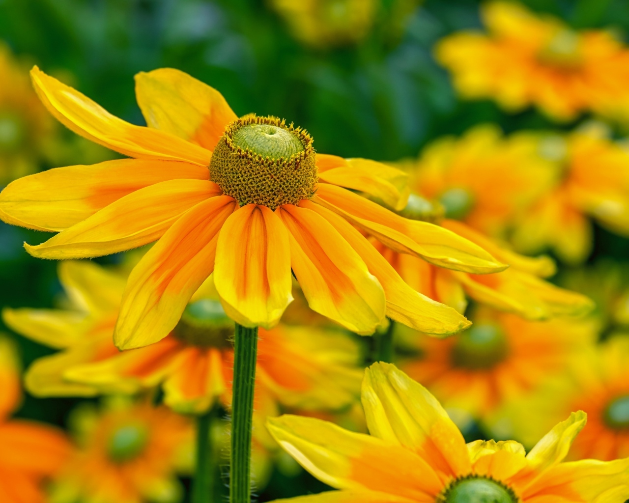 Оранжевые цветы рудбекия крупным планом на клумбе