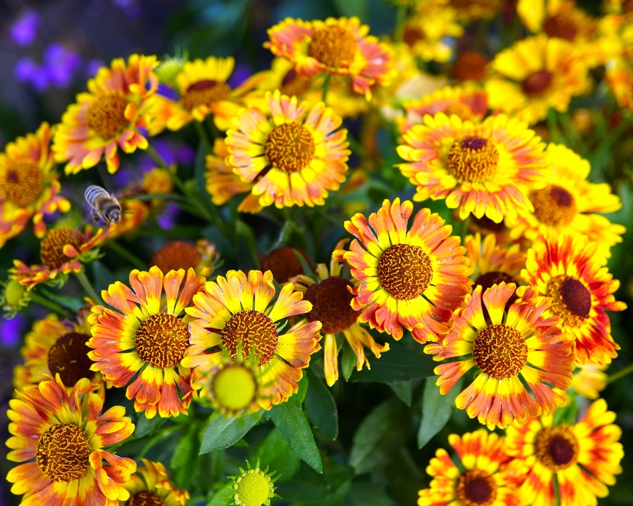 Оранжевые мелкие садовые цветы