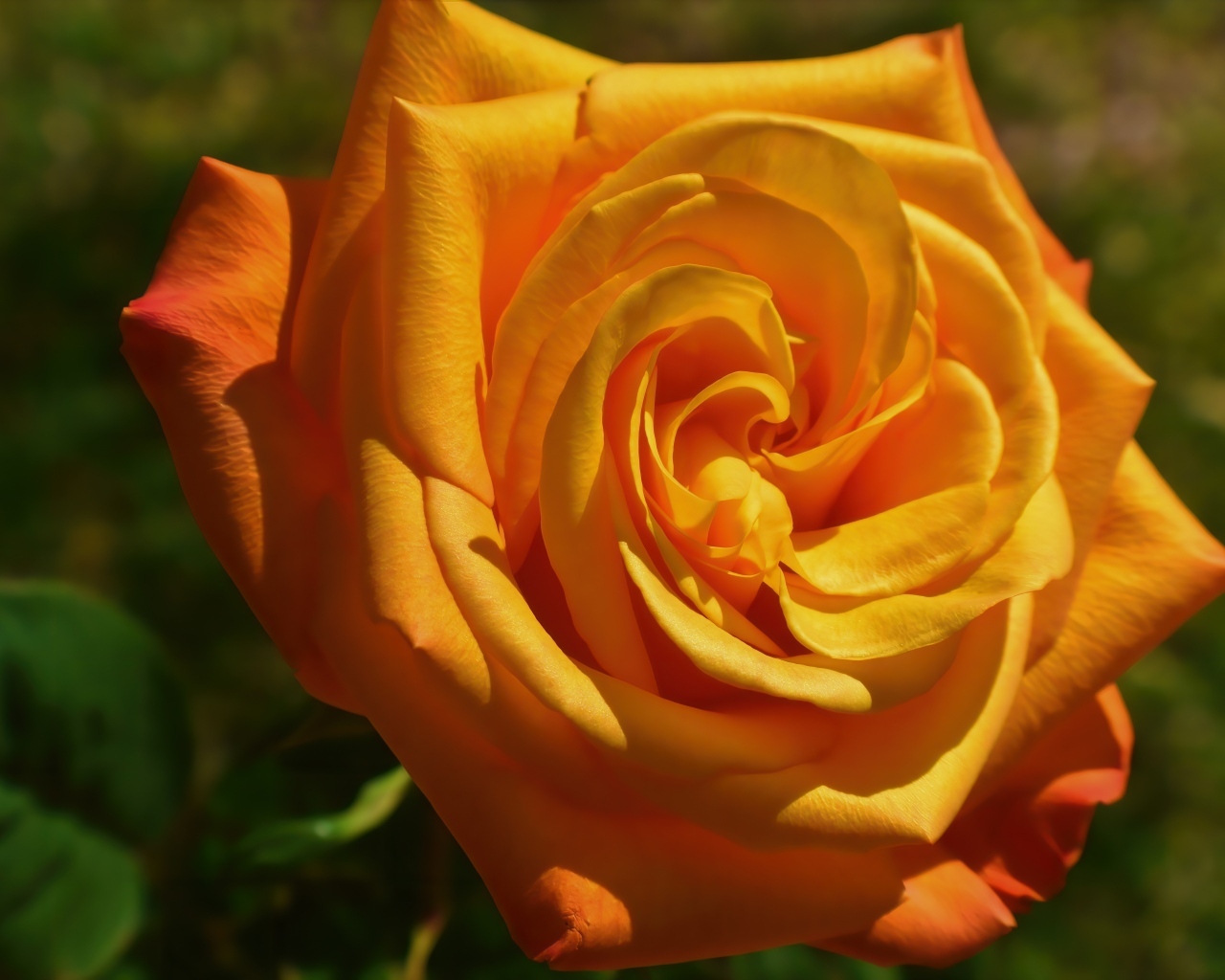 Оранжевая чайная роза на клумбе