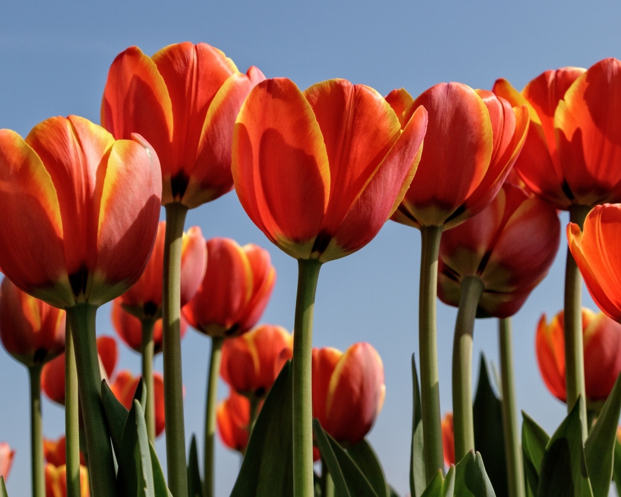Оранжевые тюльпаны на фоне голубого неба