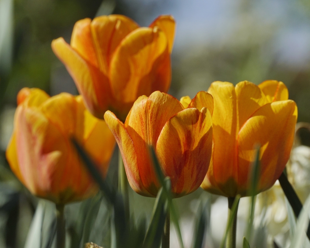 Оранжевые тюльпаны в лучах теплого солнца