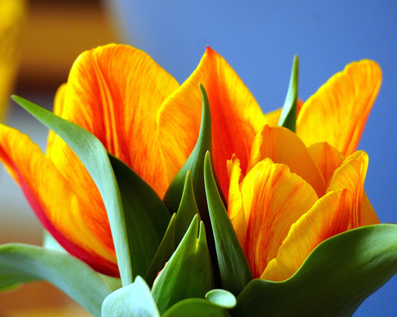 Оранжевые тюльпаны с зелеными листьями крупным планом