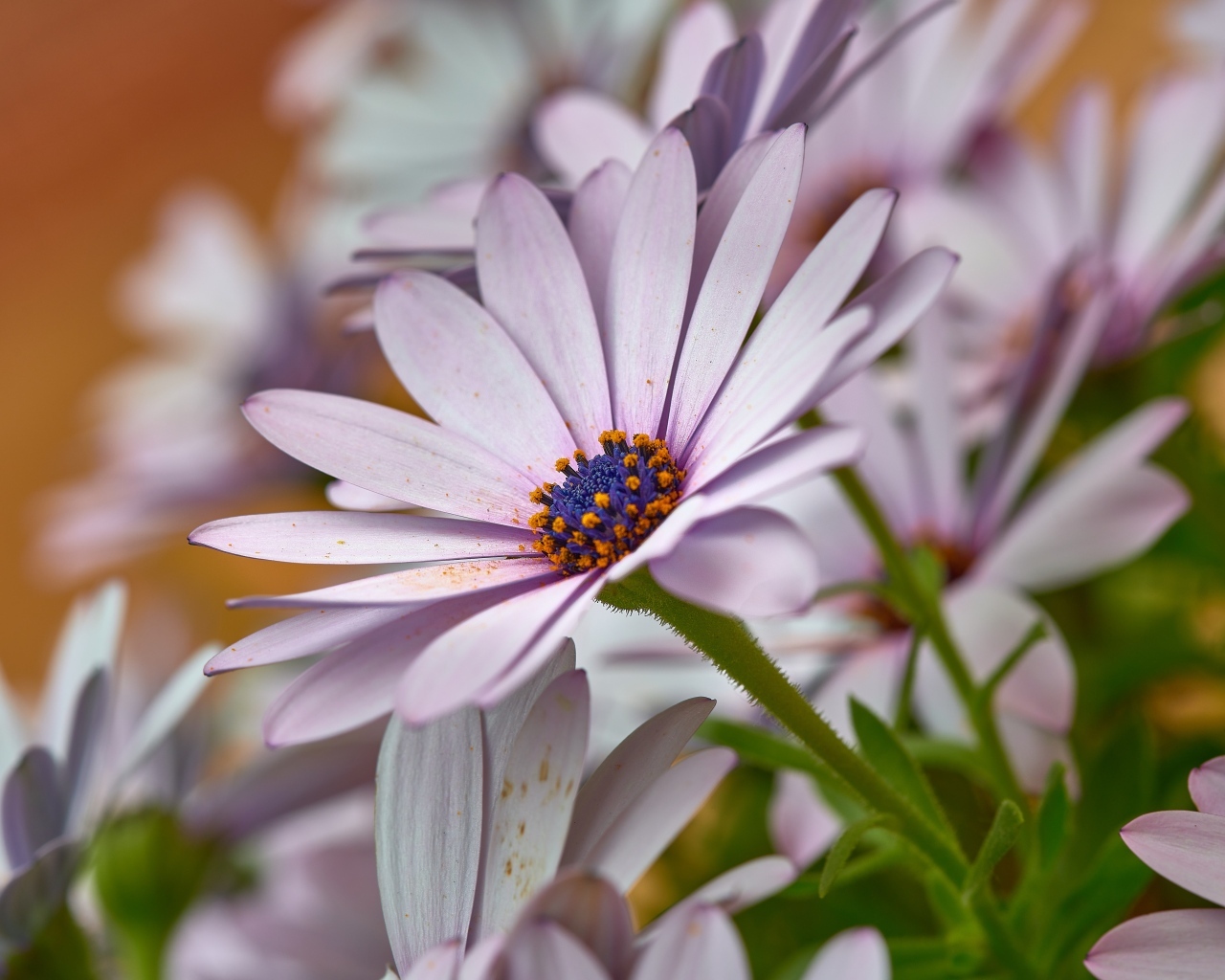 Цветы остеоспермум крупным планом