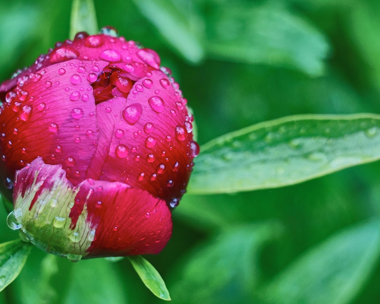 Бутон пиона в каплях дождя