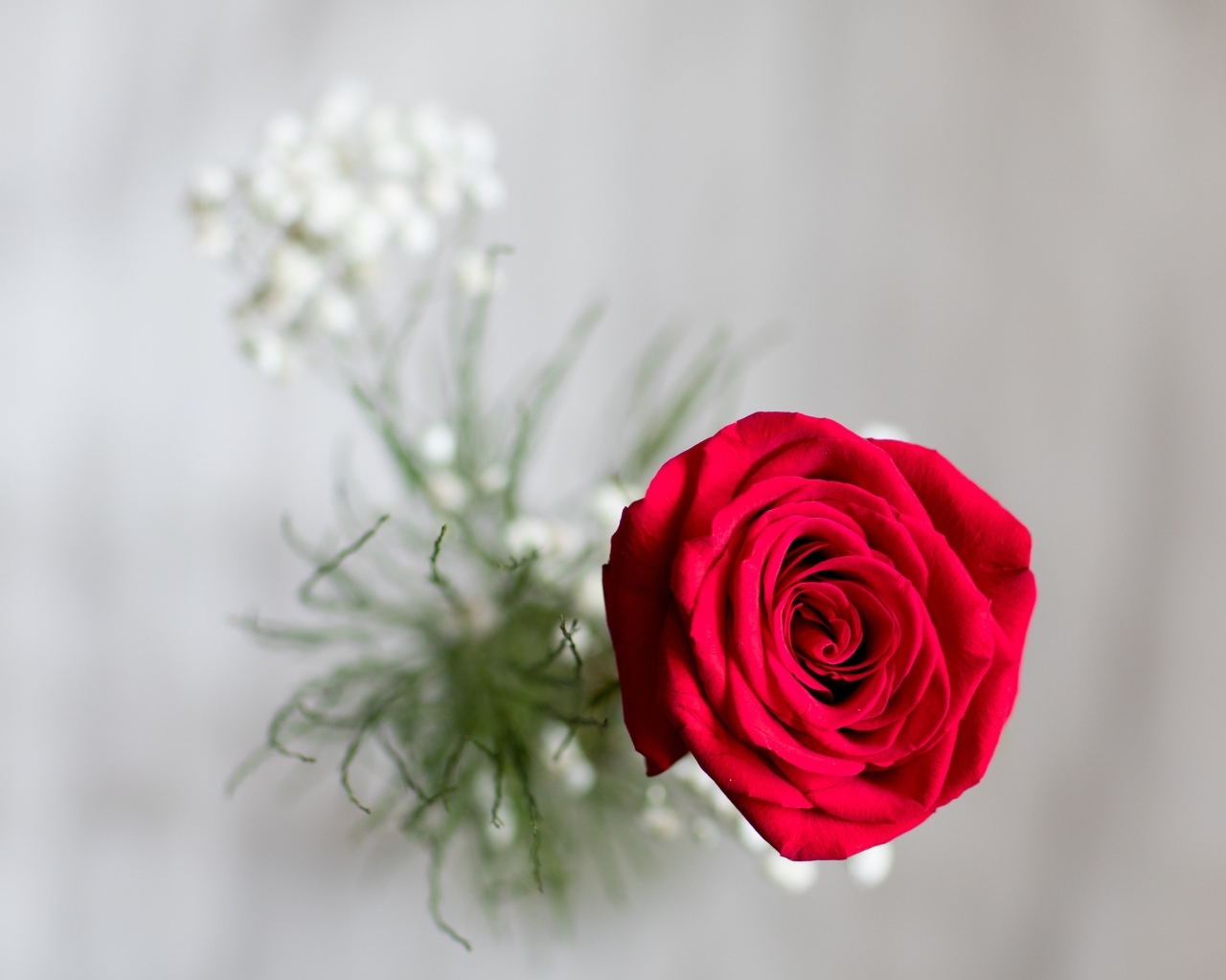 Фото красной розы сверху