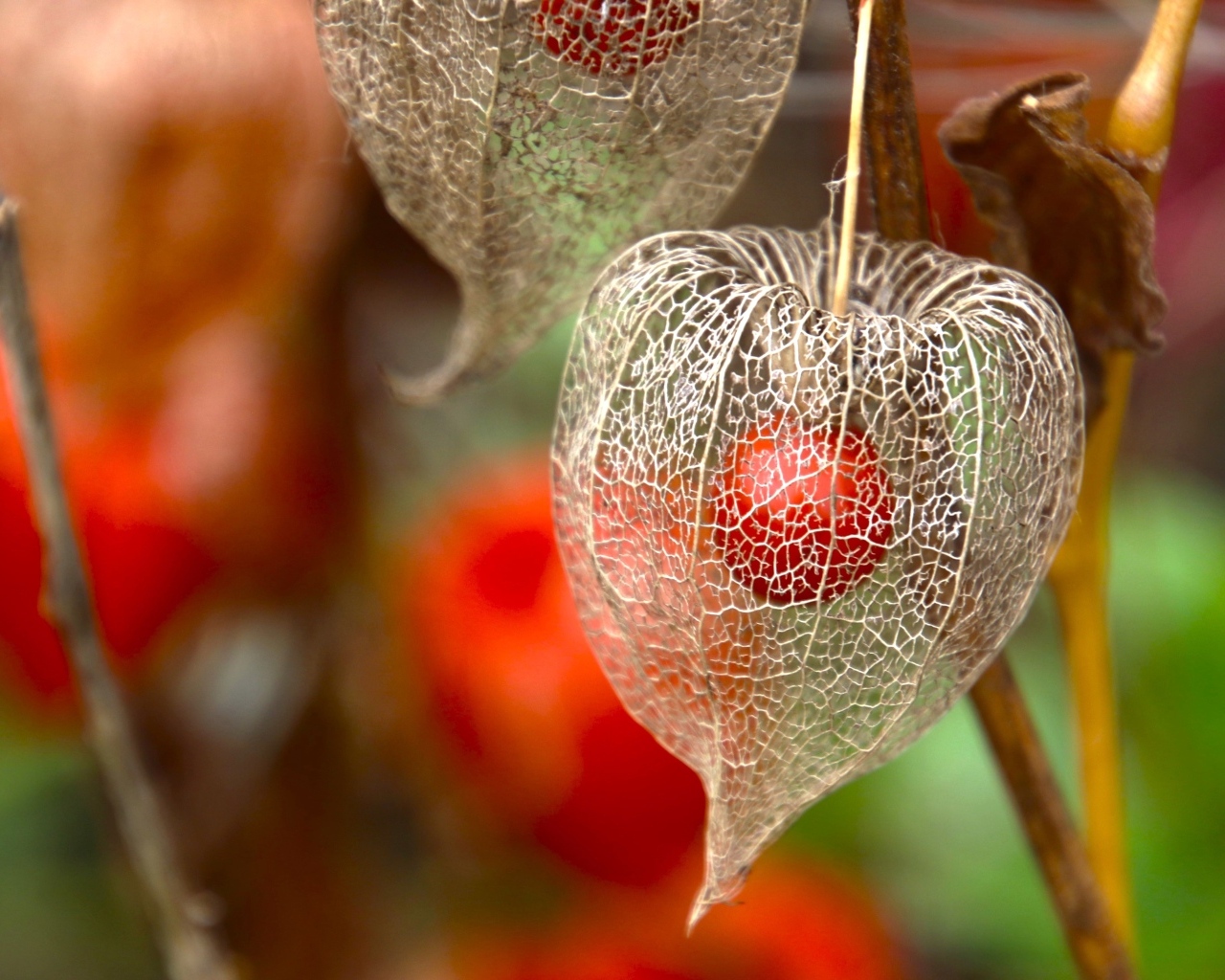 Цветок физалиса с ягодой внутри
