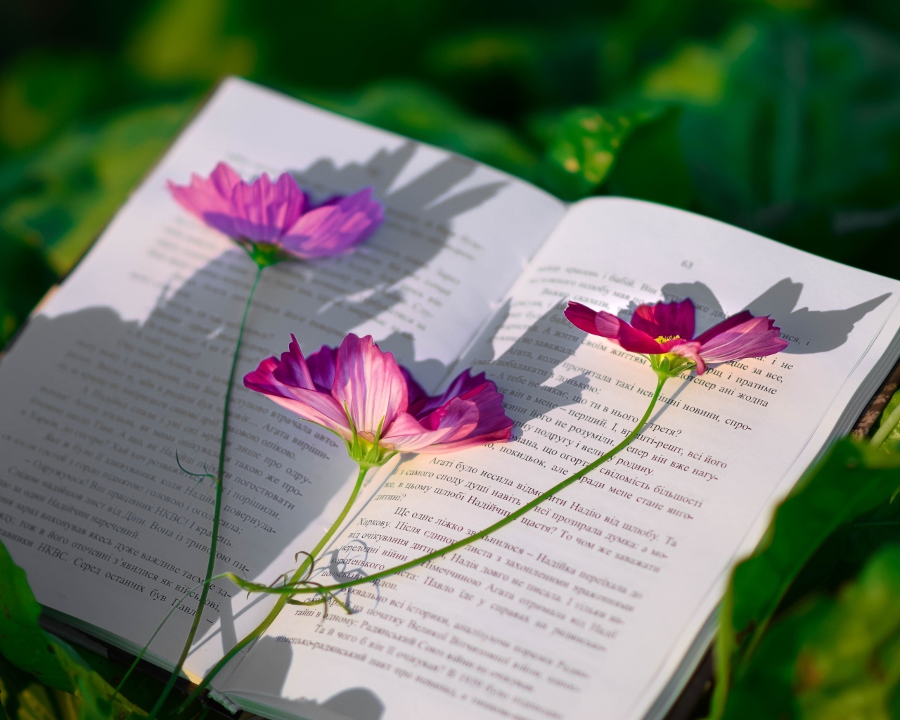 Сорванные цветы космеи лежат на книге