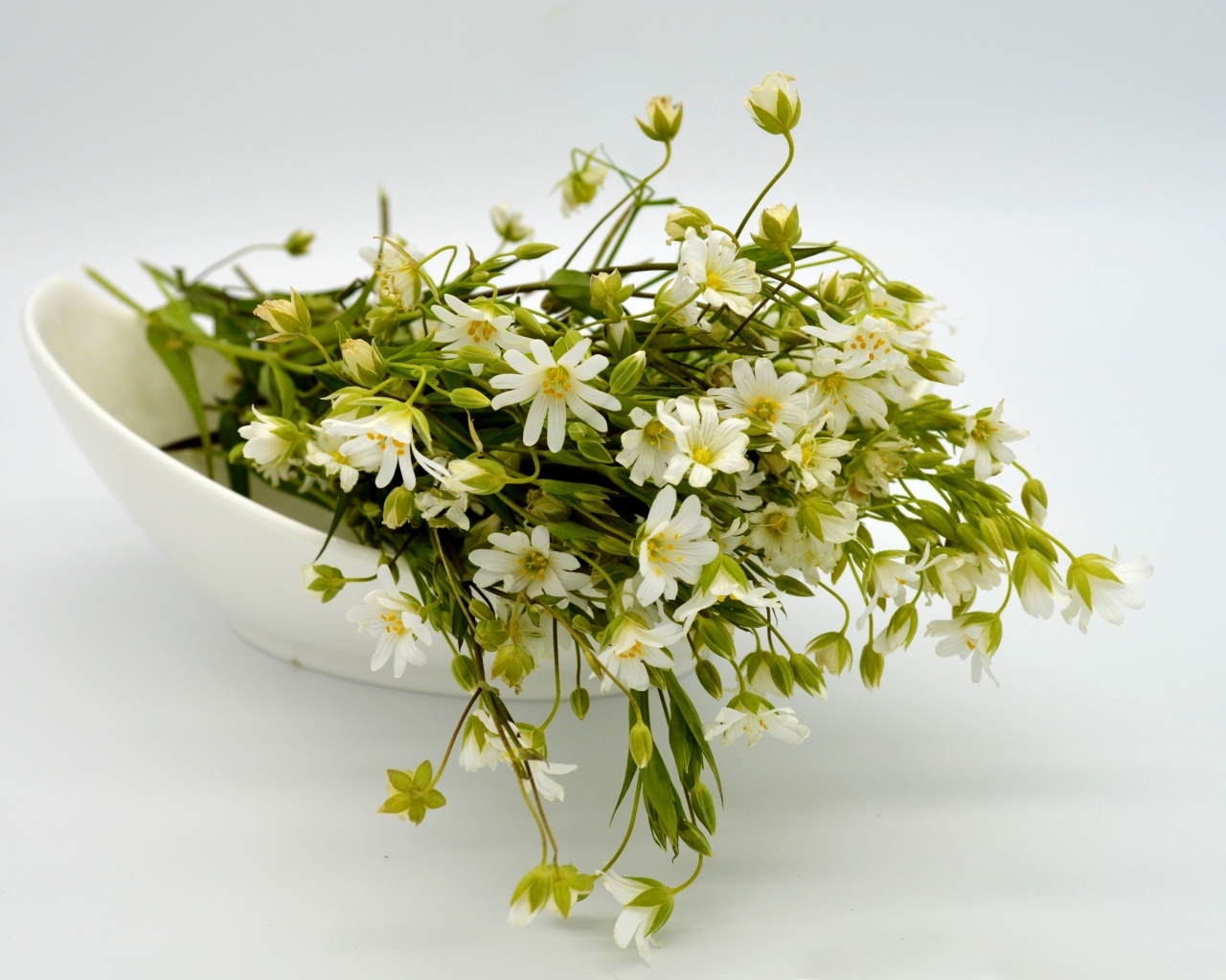 Сорванные белые цветы на сером фоне