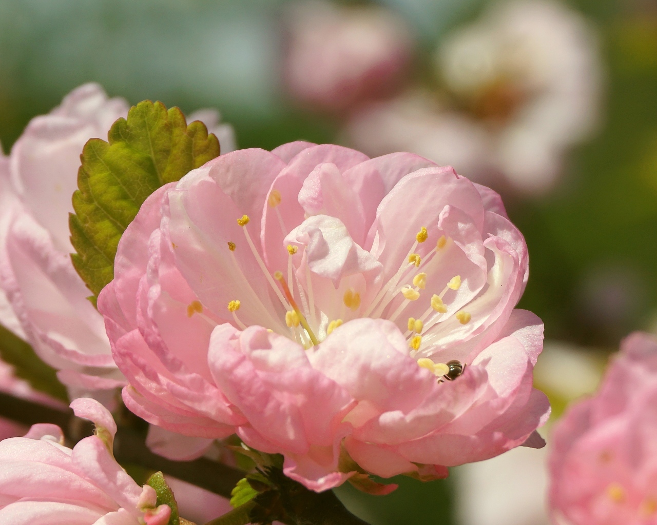 Розовые цветы луизеания в лучах солнца