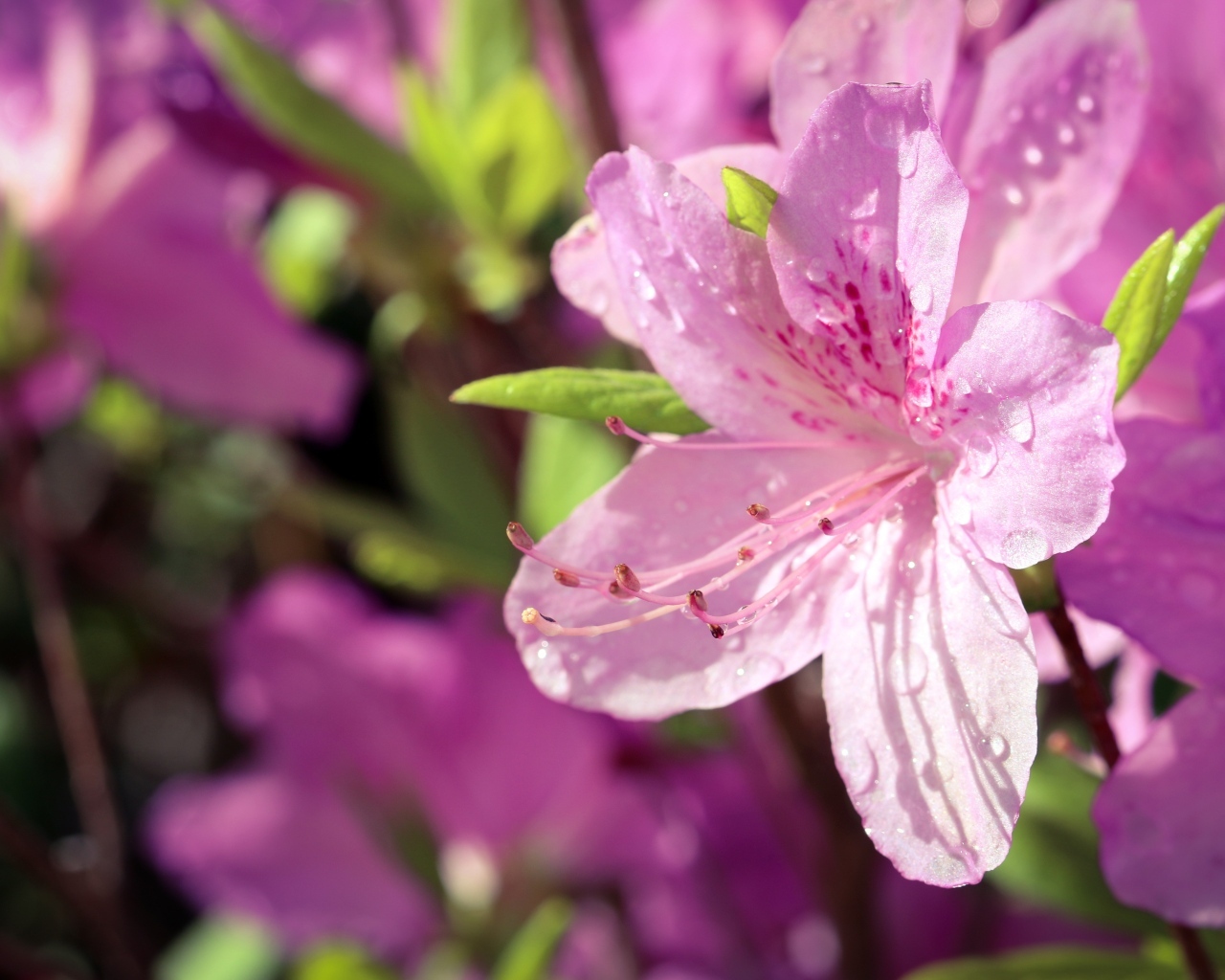 Розовые цветы Рододендрон в каплях росы