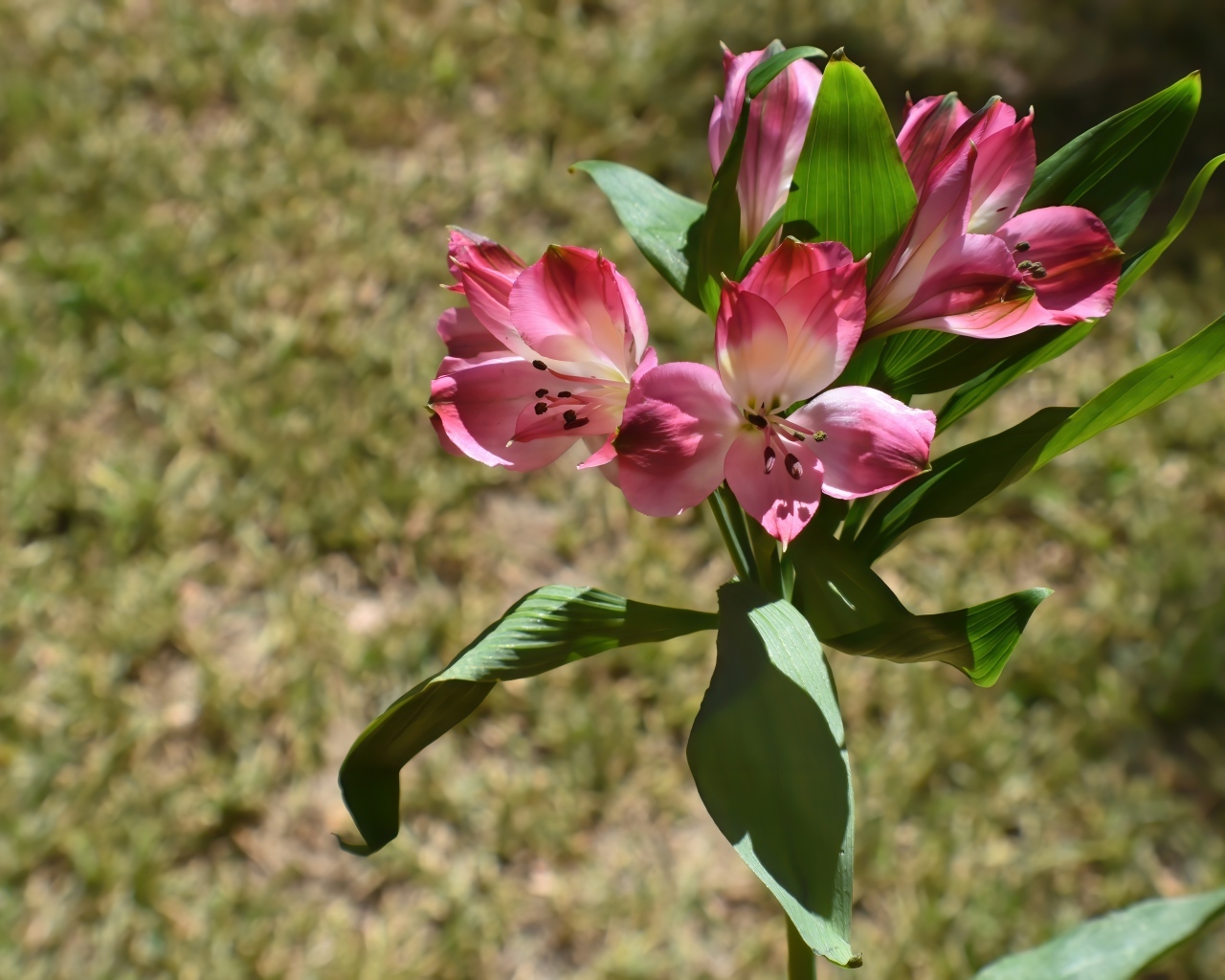 Розовые цветы альстромерии с зелеными листьями