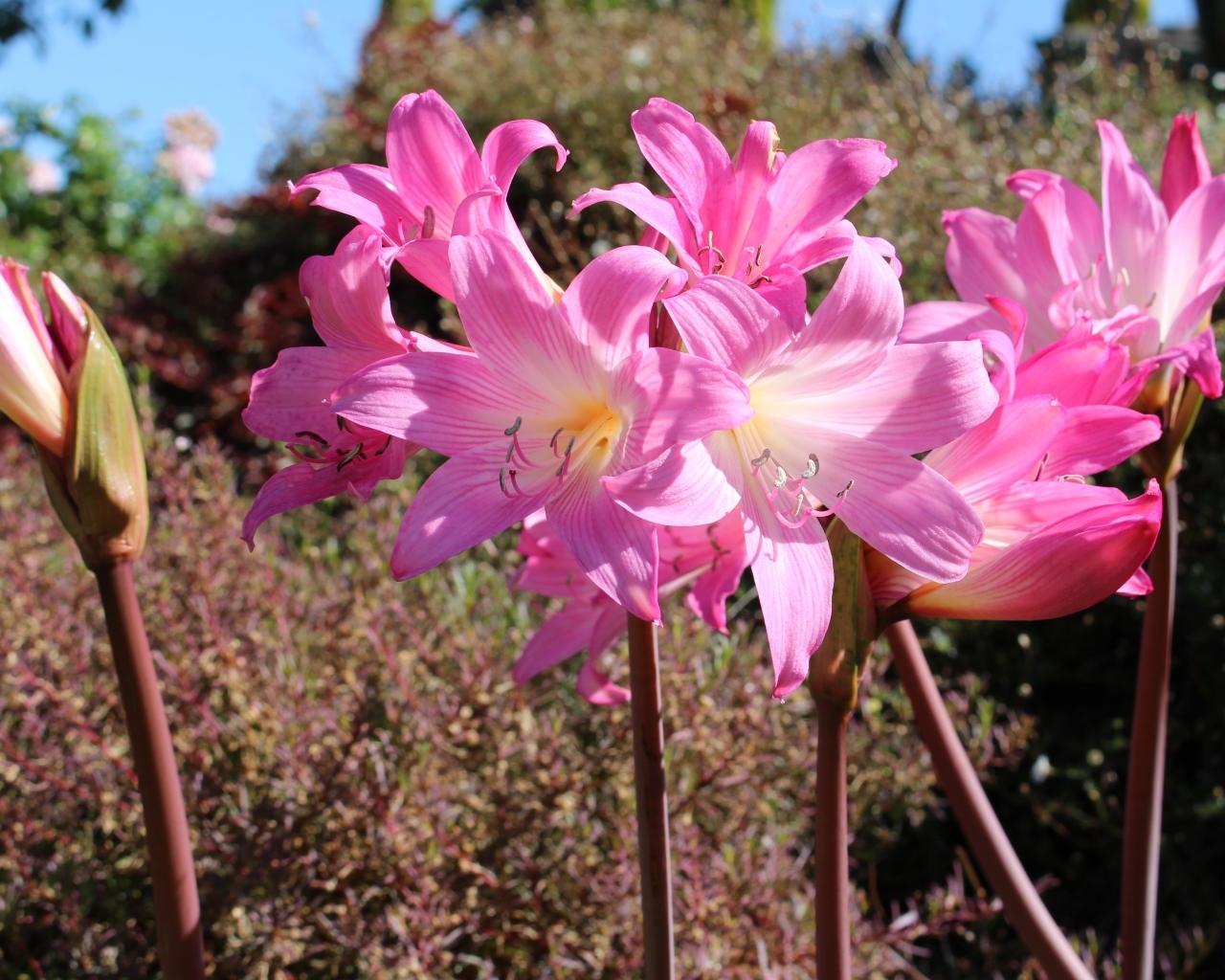 Розовые цветы амариллис на клумбе