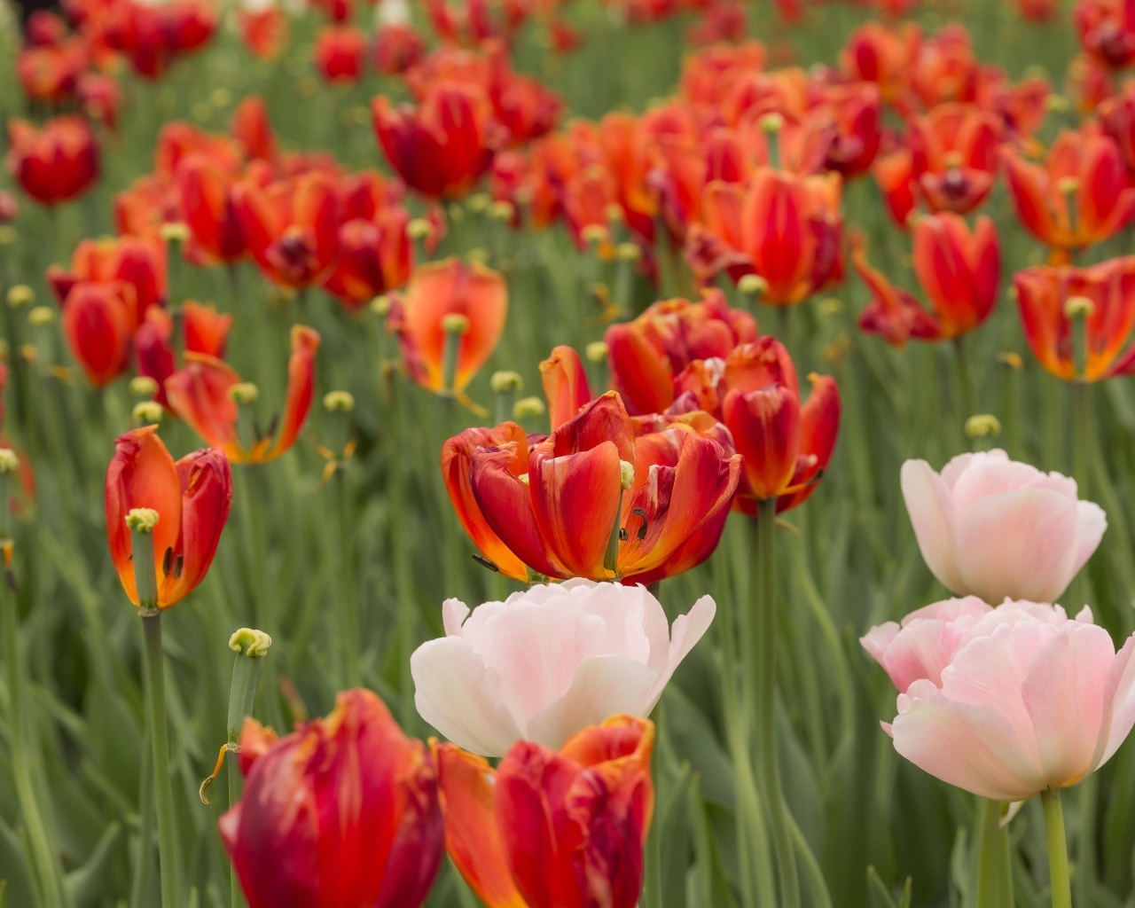 Розовые и красные тюльпаны на клумбе