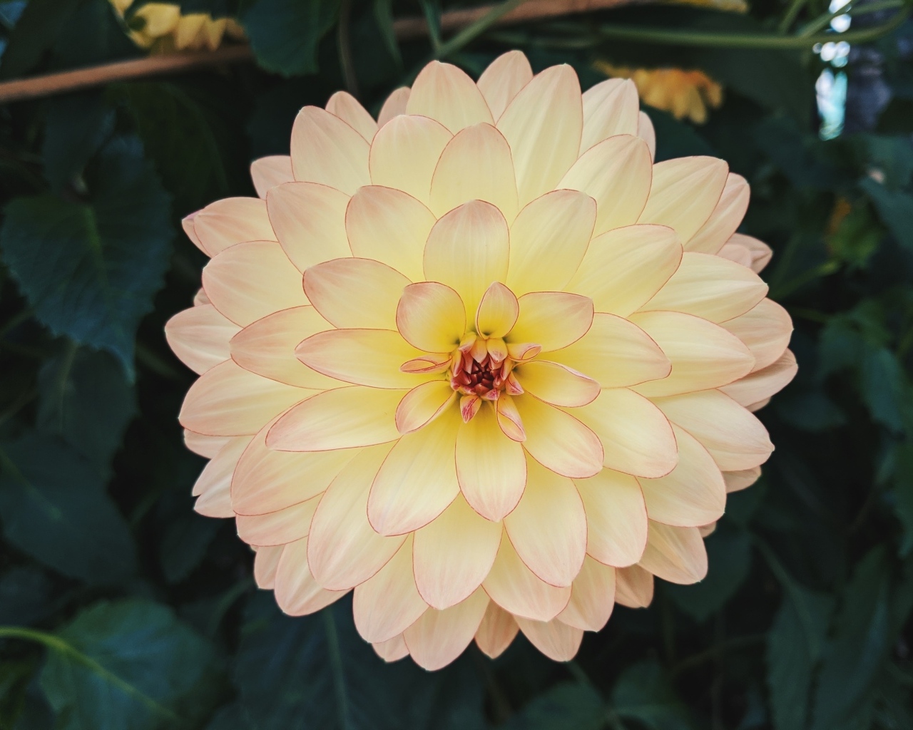 Розовый с желтым цветок пышной георгины