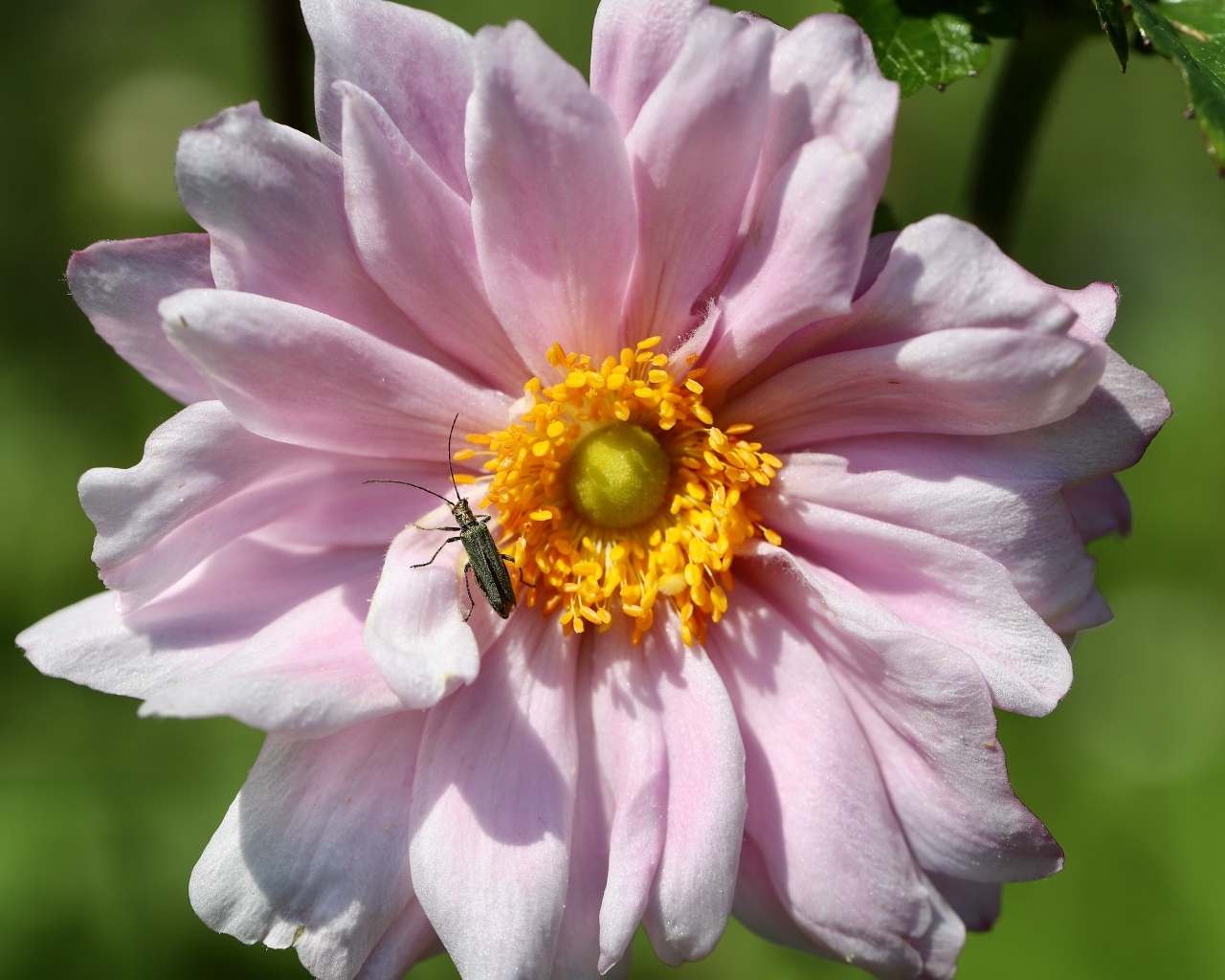 Розовый цветок анемона с жуком