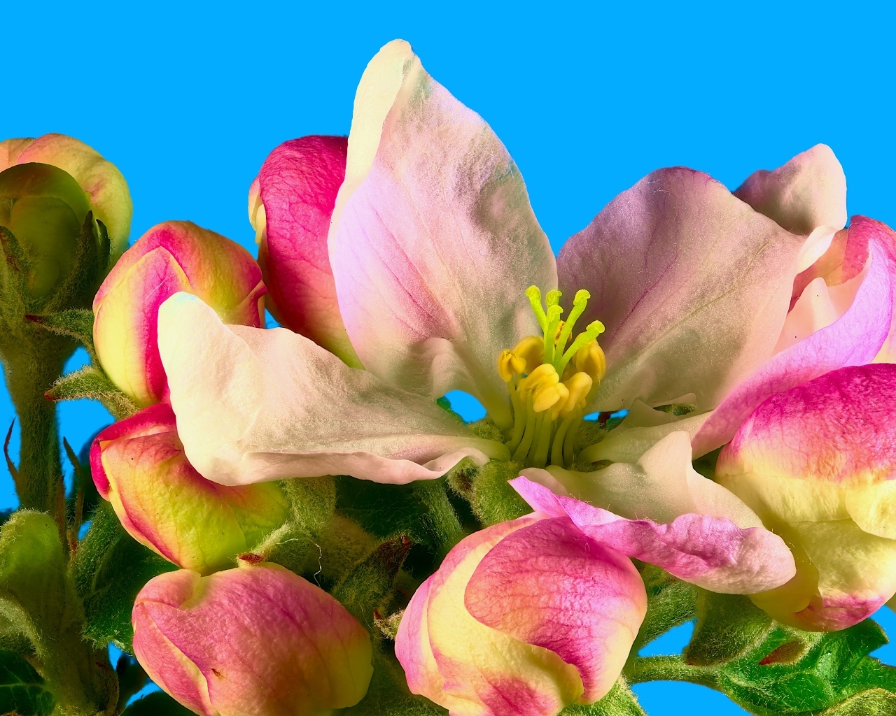 Розовые цветы яблони на ветке на фоне голубого неба