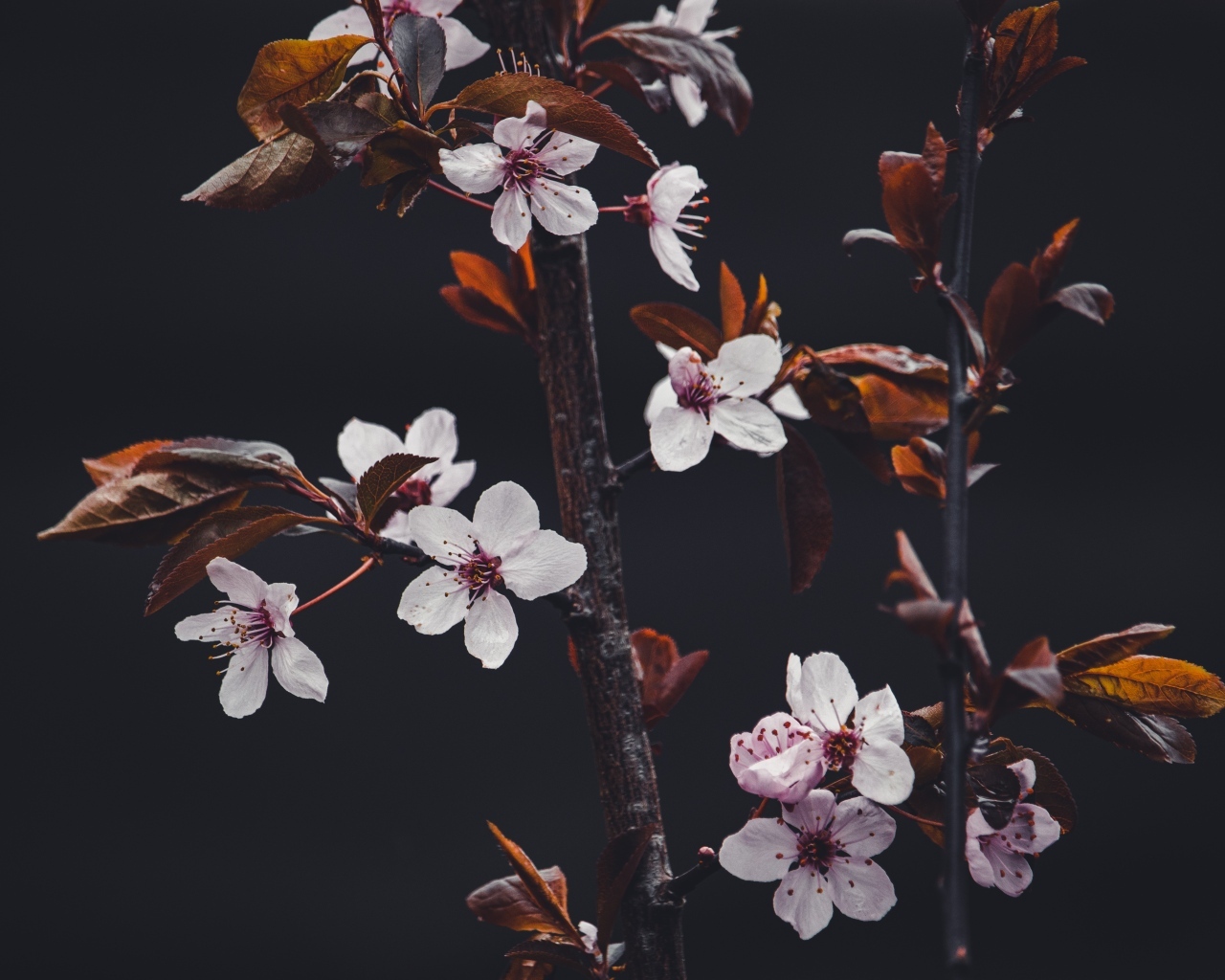 Розовые цветы абрикоса на ветках