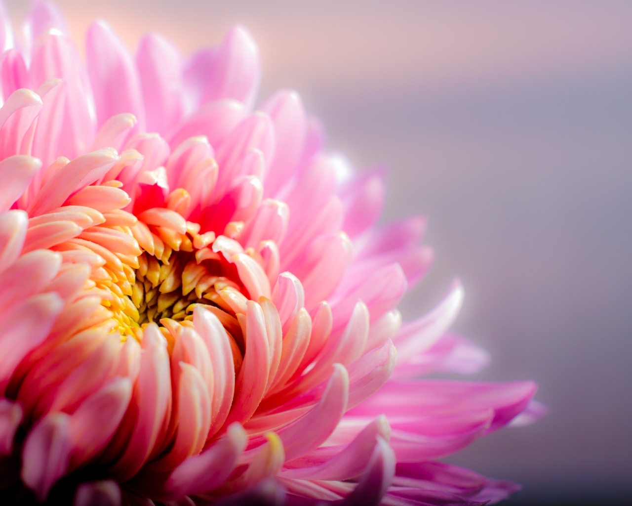 Розовый цветок астры крупным планом