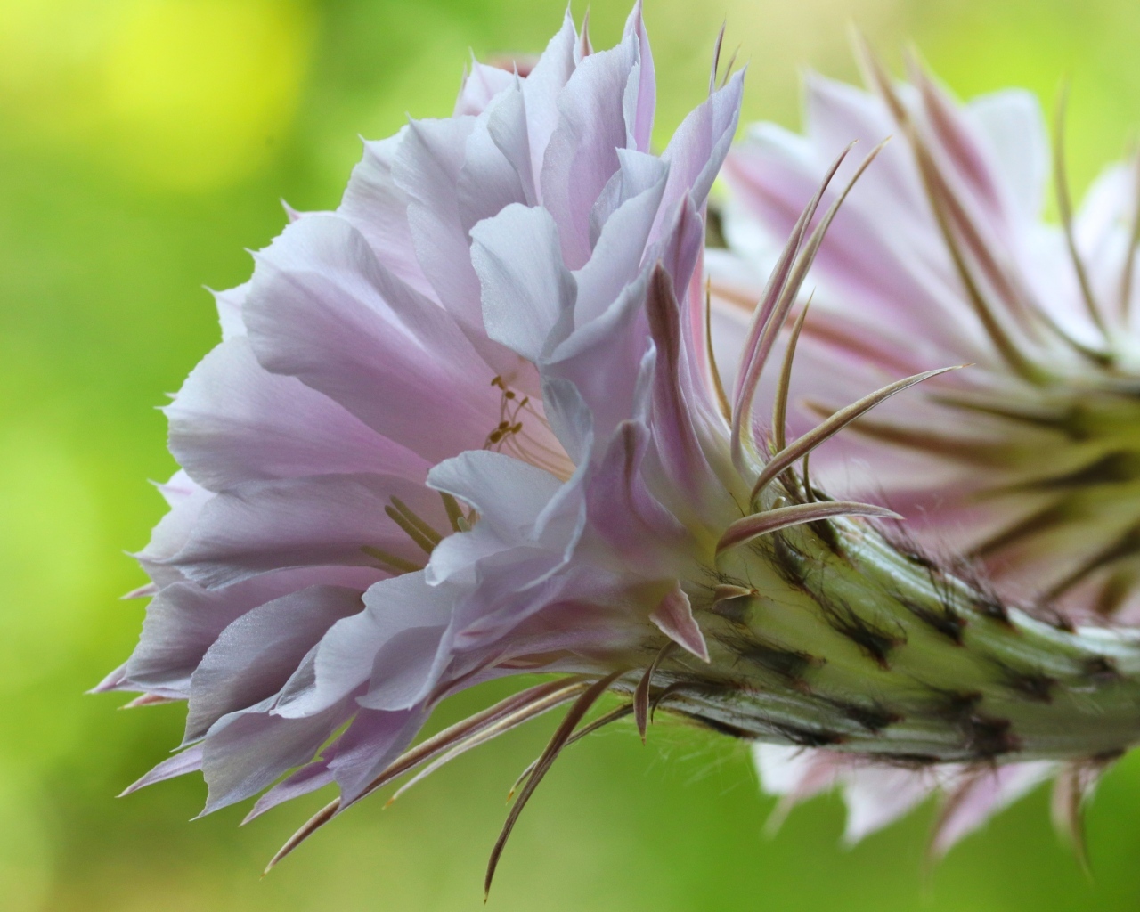 Розовый красивый цветок кактуса эхинопсис