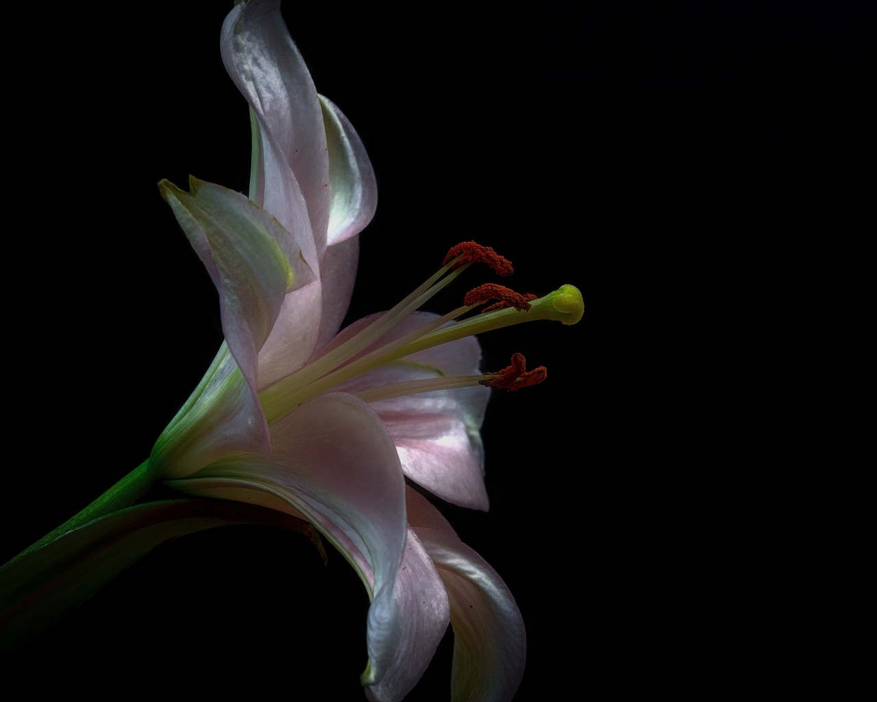 Розовая красивая лилия на черном фоне