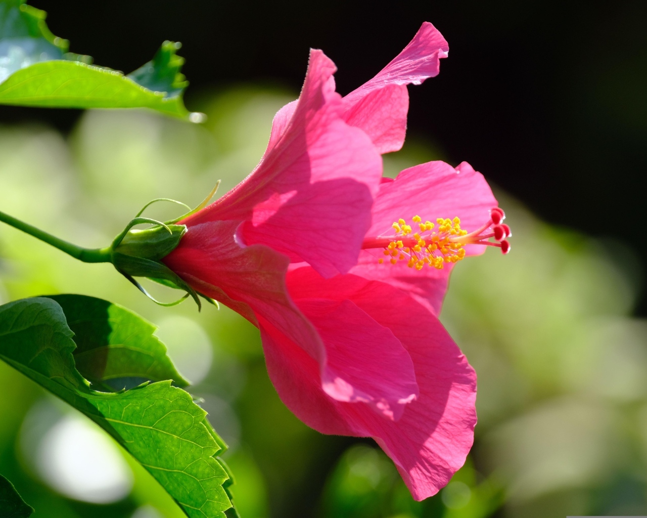 Розовый большой цветок гибискуса