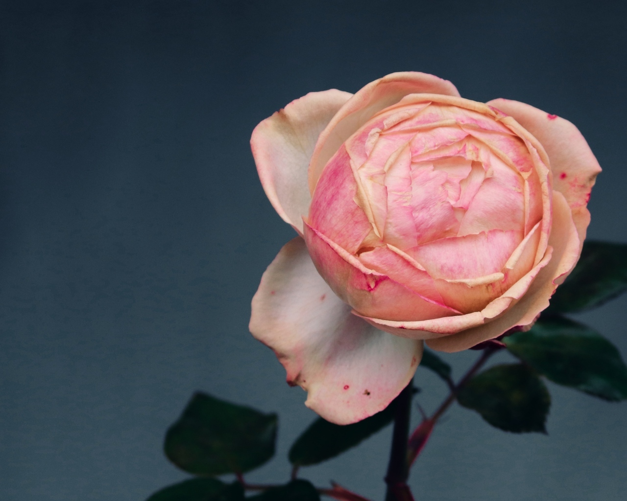 Розовый распускающийся цветок розы на сером фоне