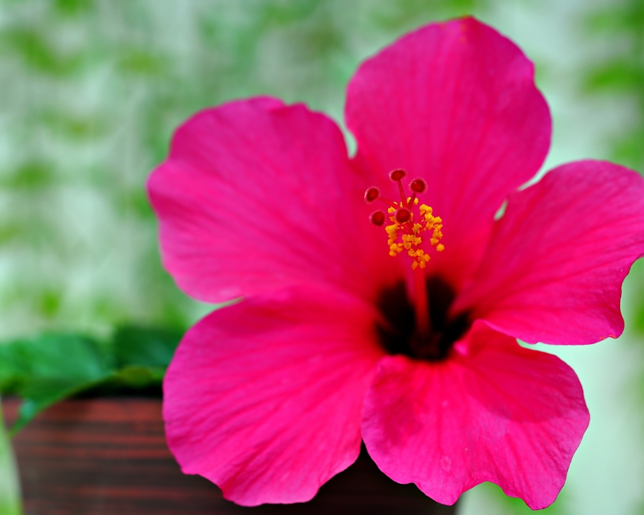 Розовый яркий цветок гибискуса крупным планом