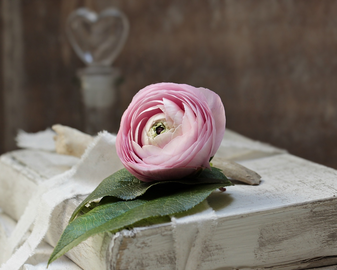 Розовый цветок лютика лежит на старой книге