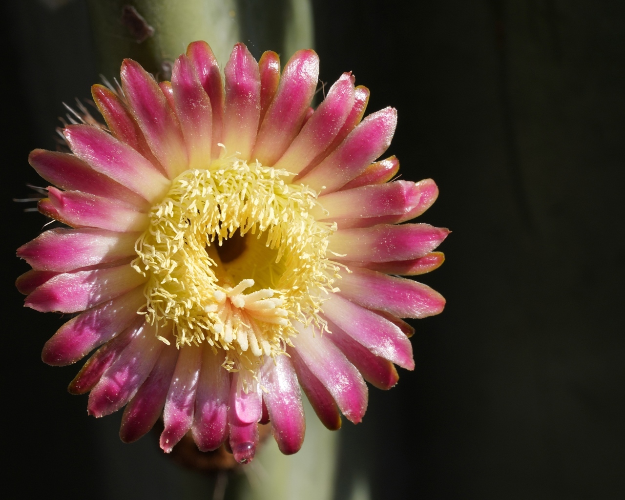 Розовый цветок кактуса на черном фоне