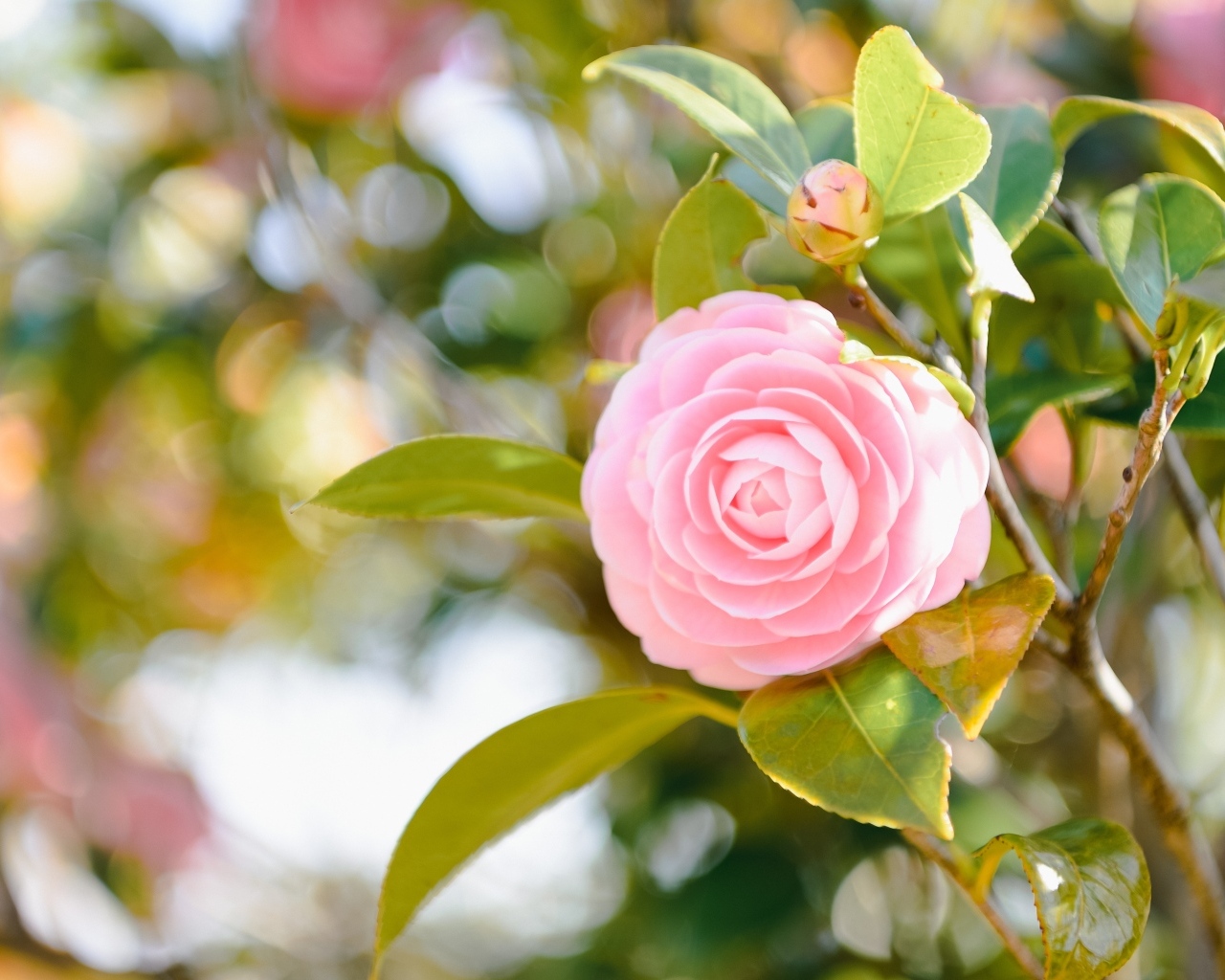 Розовый цветок камелии в лучах солнца на ветке