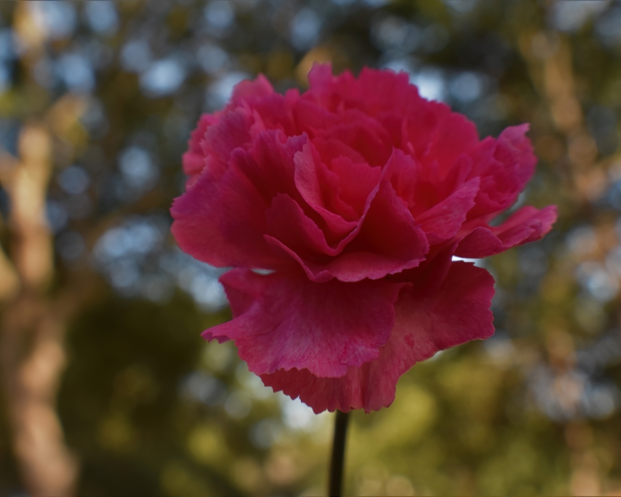 Розовая гвоздика крупным планом